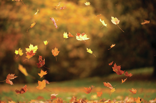 leaf leaves