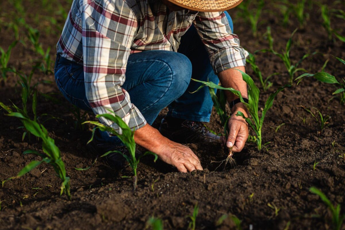 USDA announces per-acre payment rates for Farmer Bridge Assistance Program