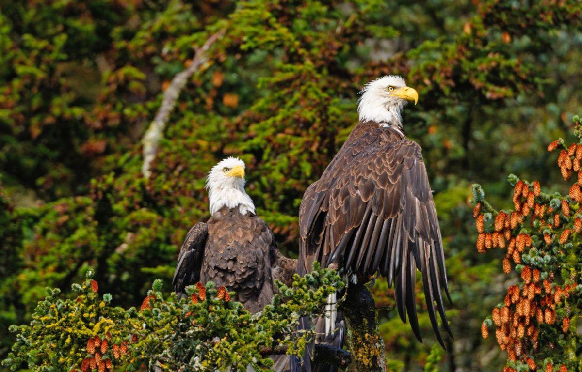bald eagle bird america state park pair