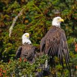 bald eagle bird america state park pair