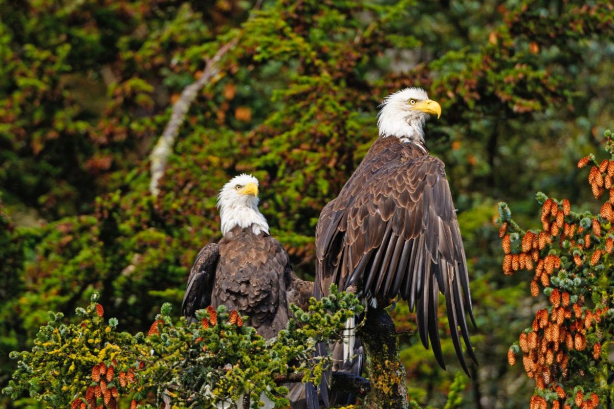 bald eagle bird america state park pair