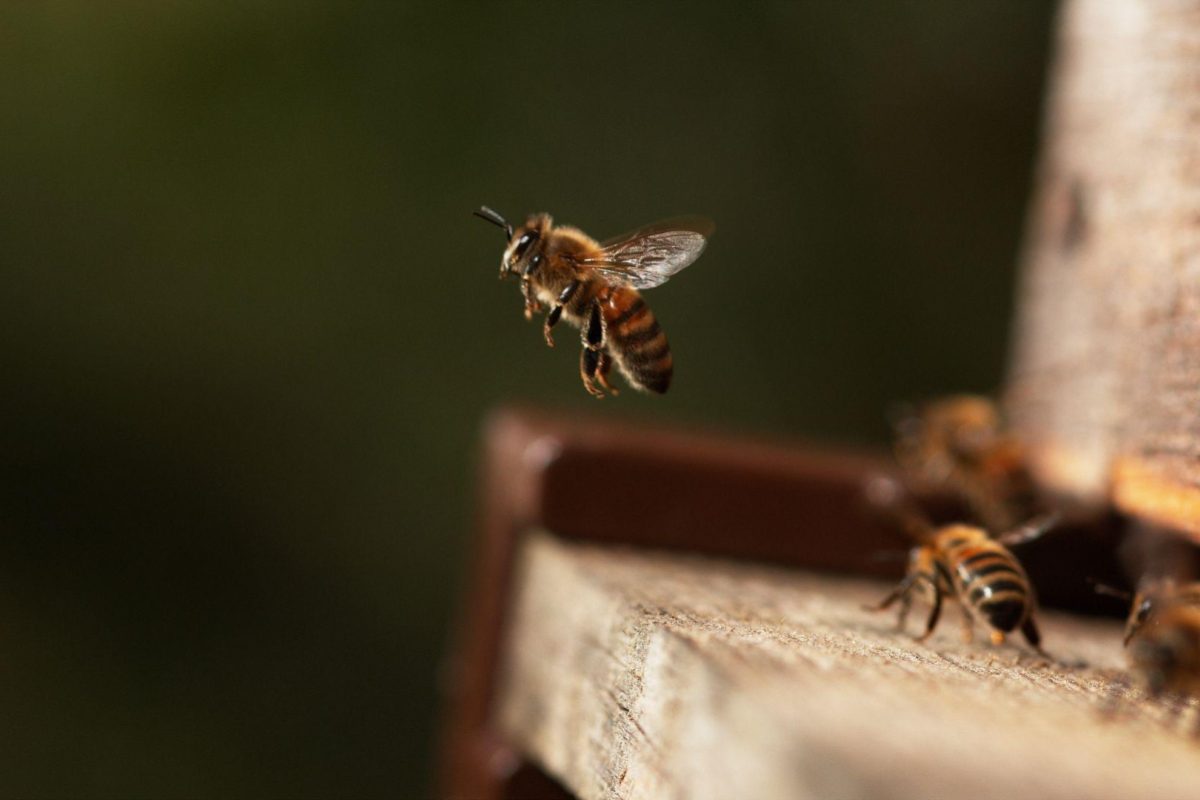 Parkland’s Kaler Science Lecture to discuss bee conservation Parkland’s Kaler Science Lecture to discuss bee conservation