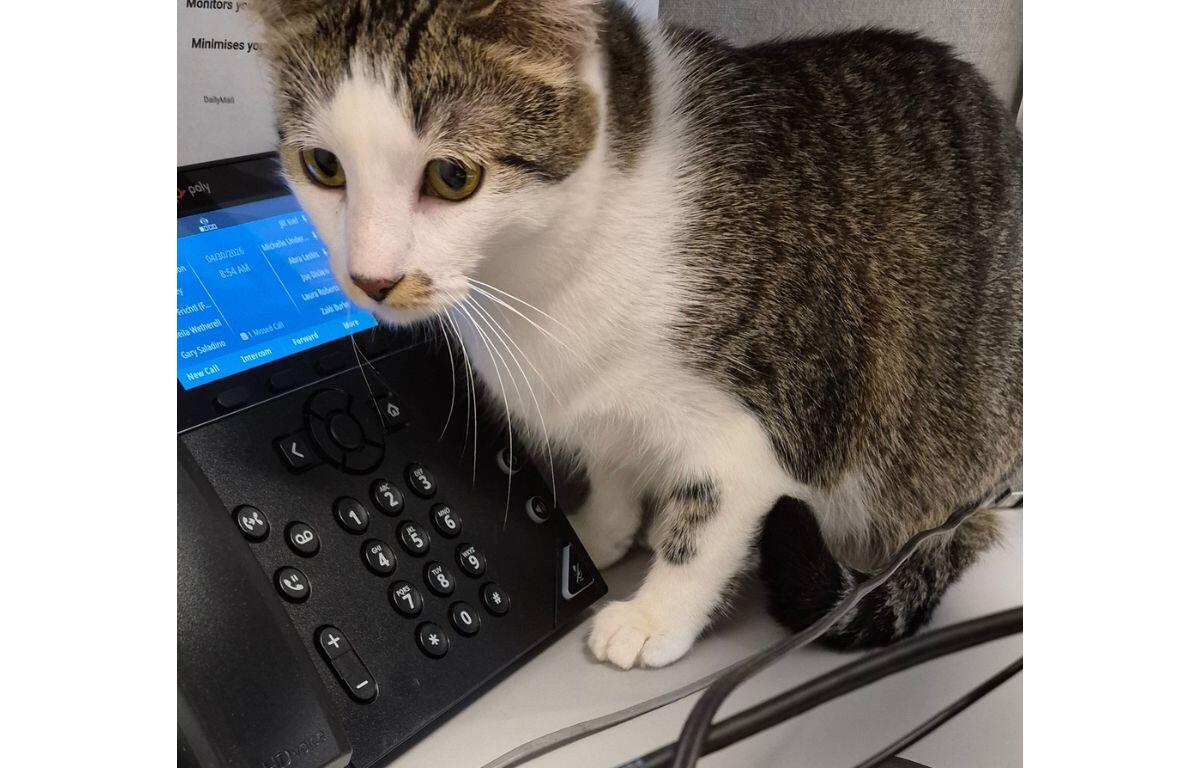 White and tabby cat resting its paw on a black office desk phone with a blue screen, nearby cables visible.