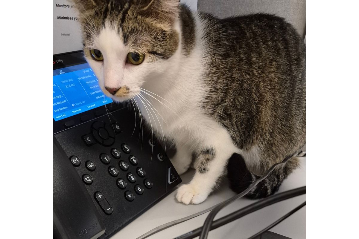 White and tabby cat resting its paw on a black office desk phone with a blue screen, nearby cables visible.