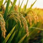 Close-up of golden rice panicles bending over green stalks in a sunlit field at sunset, ready for harvest