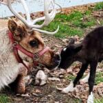 A large light-colored dog with antlers wearing a red harness nose-to-nose with a black kitten outdoors among leaves and grass.