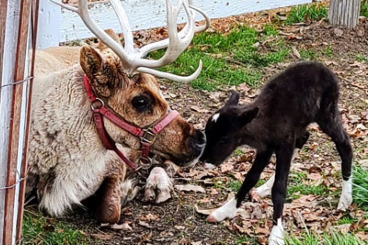 A large light-colored dog with antlers wearing a red harness nose-to-nose with a black kitten outdoors among leaves and grass.